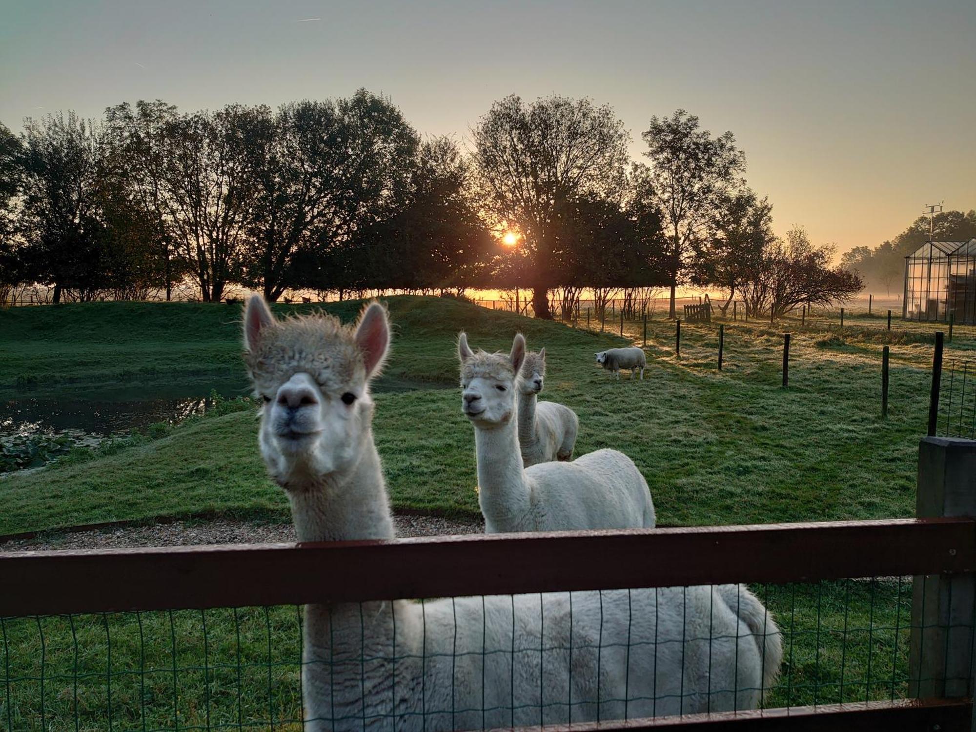 Hof Van Maldegem Kortgene Kültér fotó
